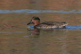 Green Winged Teal - Male