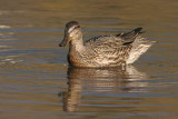 green winged teal 4