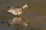 Green-winged Teal - female