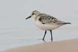 sanderling sandpiper 4