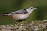 white breasted nuthatch 135.JPG