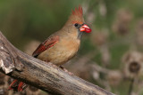 cardinal 222