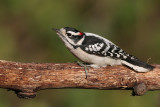downy woodpecker 170