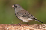 junco 50