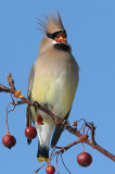 cedar waxwing 28