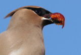 cedar waxwing 31