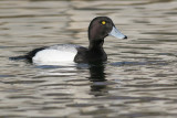 greater scaup 39