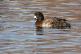 greater scaup 40