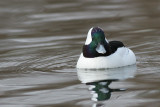 bufflehead 29