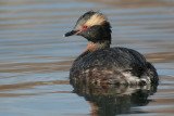 horned grebe 49