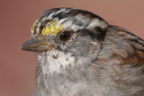white-throated sparrow 81