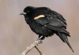 red winged blackbird 225