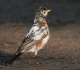 albino robin 19