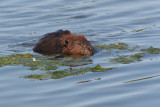 beaver or muskrat 1