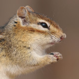 chipmunk 14