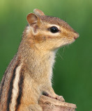 chipmunk 16