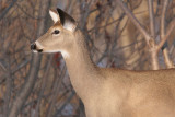 deer 23