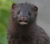 mink