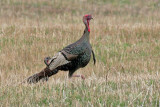 wild turkey 2