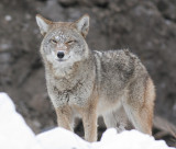 coyote 3