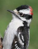 downy woodpecker 454