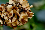 Hydrangeas last stand