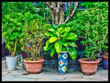 Temple Courtyard Plants