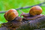Roman Snail (2)