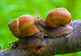 Roman Snail (3)