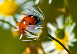 Seven-spot Ladybird Beetle