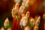 Haircap Moss