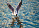 Wings up!