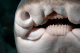 Port Jackson Shark Closeup