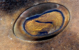 Port Jackson Shark Closeup