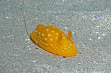 Nudibranch