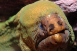 Moray Eel