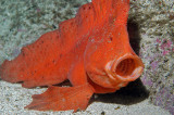 Red Indian Fish (Pataecus Fronto)