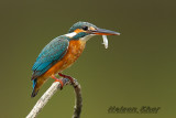 Capturing Kingfisher - What, How, When and Where