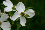 Dogwood.