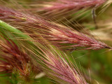 Wild Oats and Mosquito.jpg