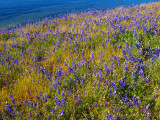 Sky Lupines and Grass 2.jpg