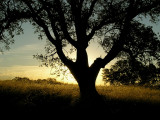 Valley Oak at Dawn 1.jpg