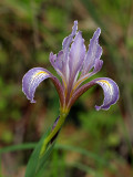Wild Iris.jpg