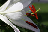 White Lilly Macro<BR>August  5, 2008