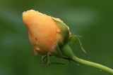 Yellow Rose Bud Macro<BR>August  11, 2008