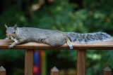 Resting Squirrel<BR>August  24, 2008