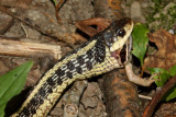 Snake Eating a Toad<BR>August  27, 2008