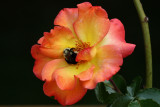 Bee and Rose<BR>August  28, 2008