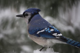 Snowy Bluejay<BR>January 28, 2009