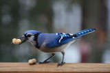 Bluejay with Peanuts<BR>February 12, 2009